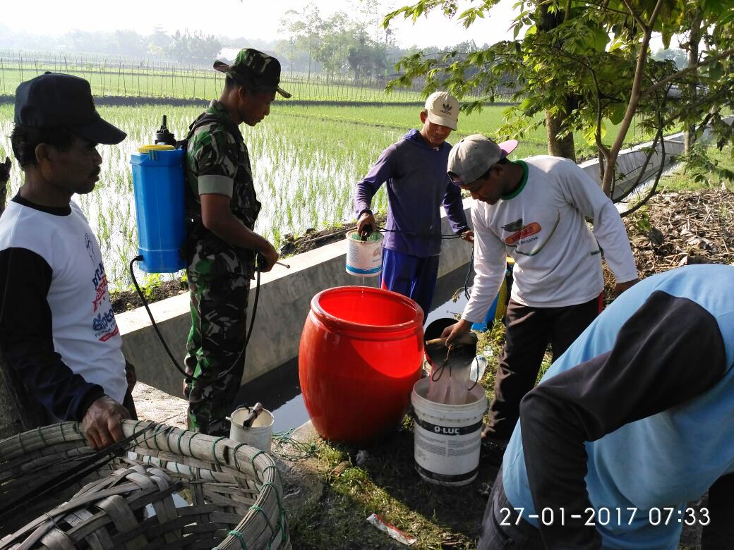 Membasmi Hama Wereng Dengan PoktanBabinsa Ramil 03/Toroh/Dim 0717/Purwodadi